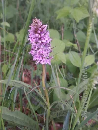 Gevlekte orchis [Dactylorhiza maculata]